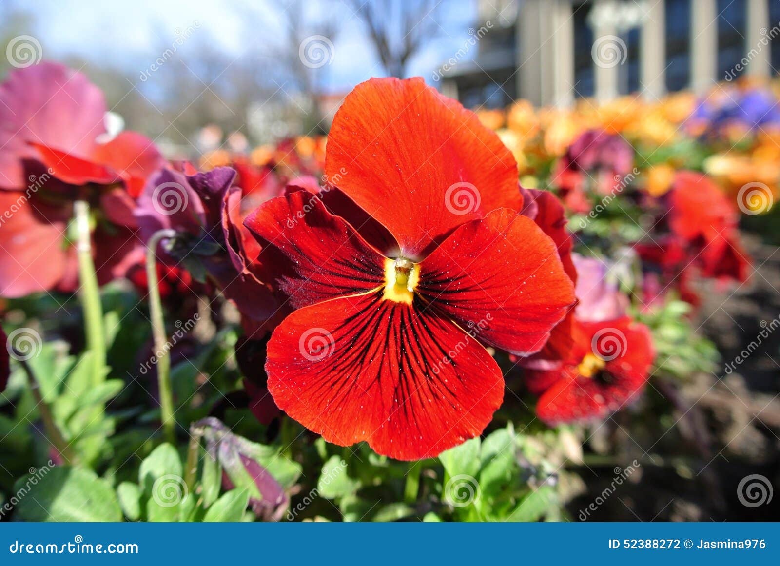 Fleurs De Printemps Rouge, Pensées De Jardin Photo stock - Image du floral,  pensées: 52388272