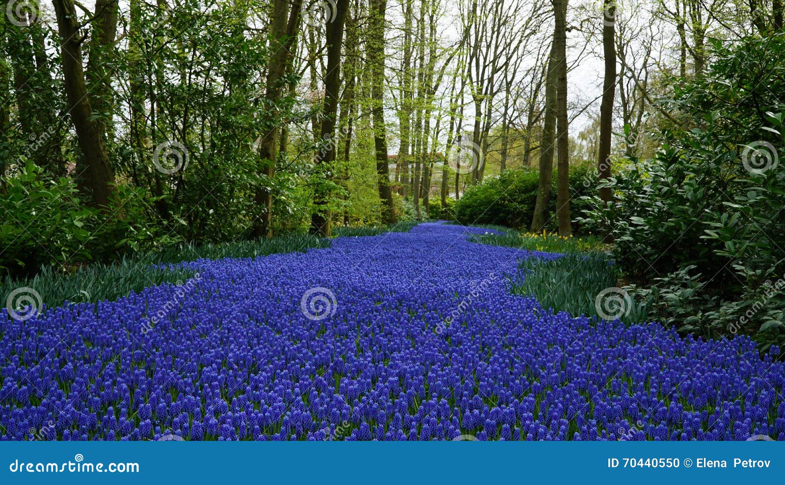 Rivière de muscaris au  jardin de Keukenhof Fleurs-de-ressort-un-tapis-de-fleur-bleue-de-muscari-sous-forme-de-rivi%C3%A8re-entre-les-arbres-70440550