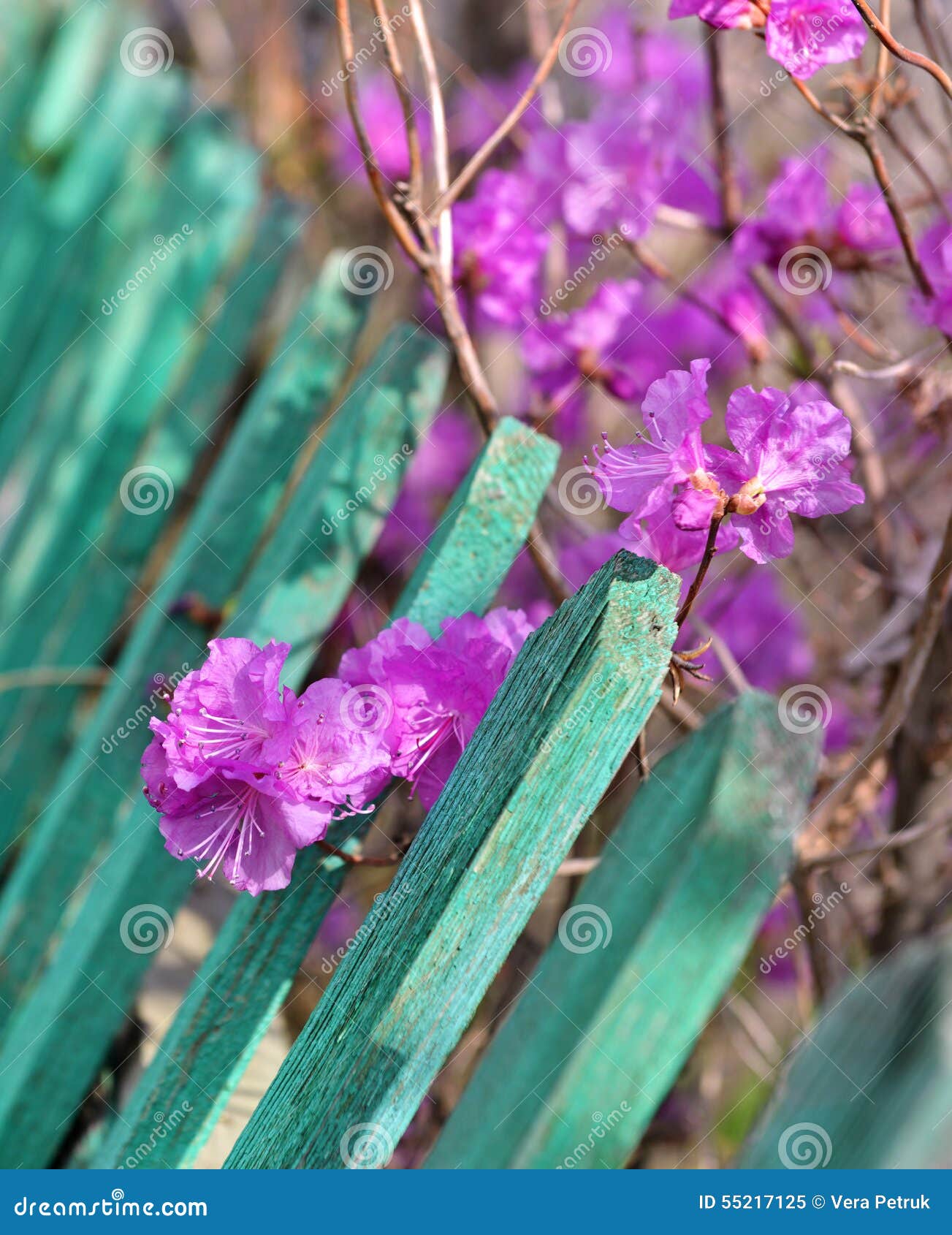Fleurs De Rhododendron Par La Palissade Verte 2 Image Stock