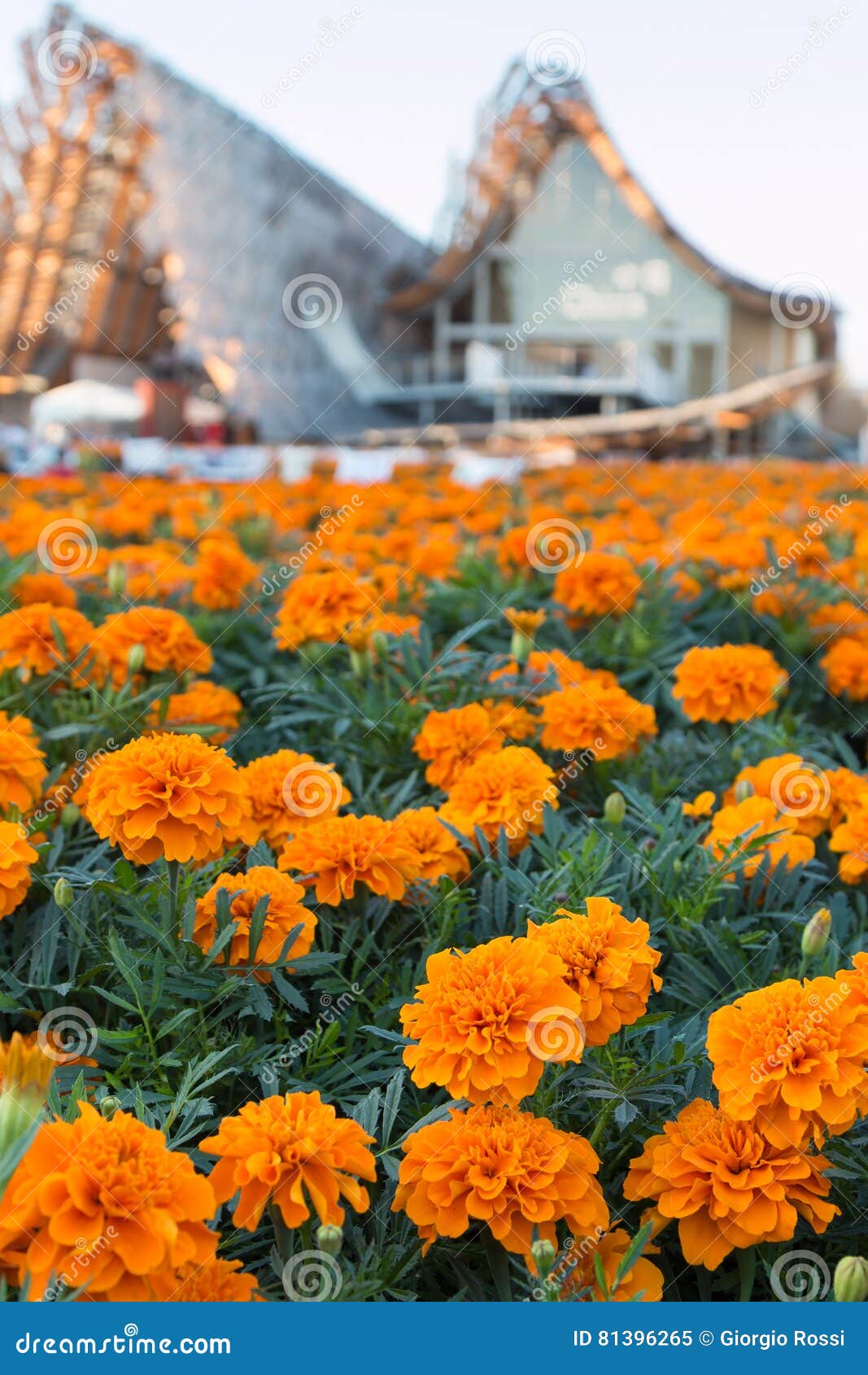 KAHDGSS Fleurs De Tagetes En Tissu 50 X 6 Cm Avec Substrats Flexibles