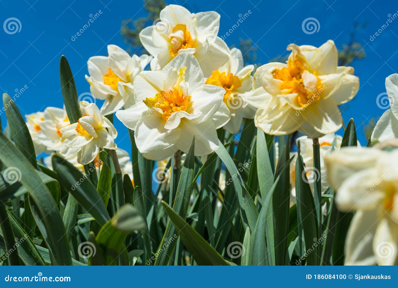 Fleurs De Tazetta De Narcisse De Jonquilles Sur Fond De Nature De Ciel Bleu  Photo stock - Image du ornemental, blanc: 186084100