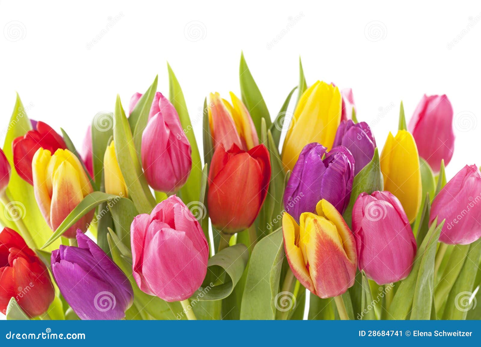 Fleurs de tulipe image stock. Image du fleurs, rouge - 28684741