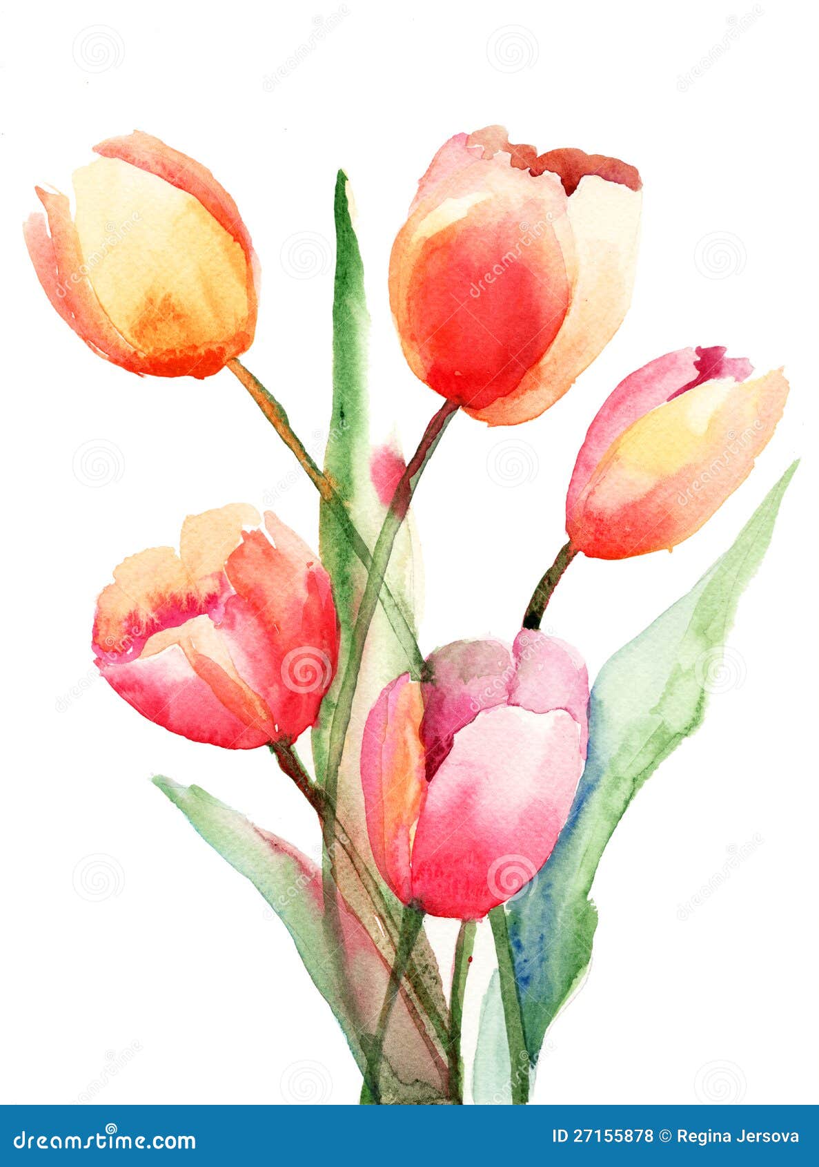 Fleurs De Tulipes, Peinture D'aquarelle Illustration Stock - Illustration  du renaissance, valentin: 27155878