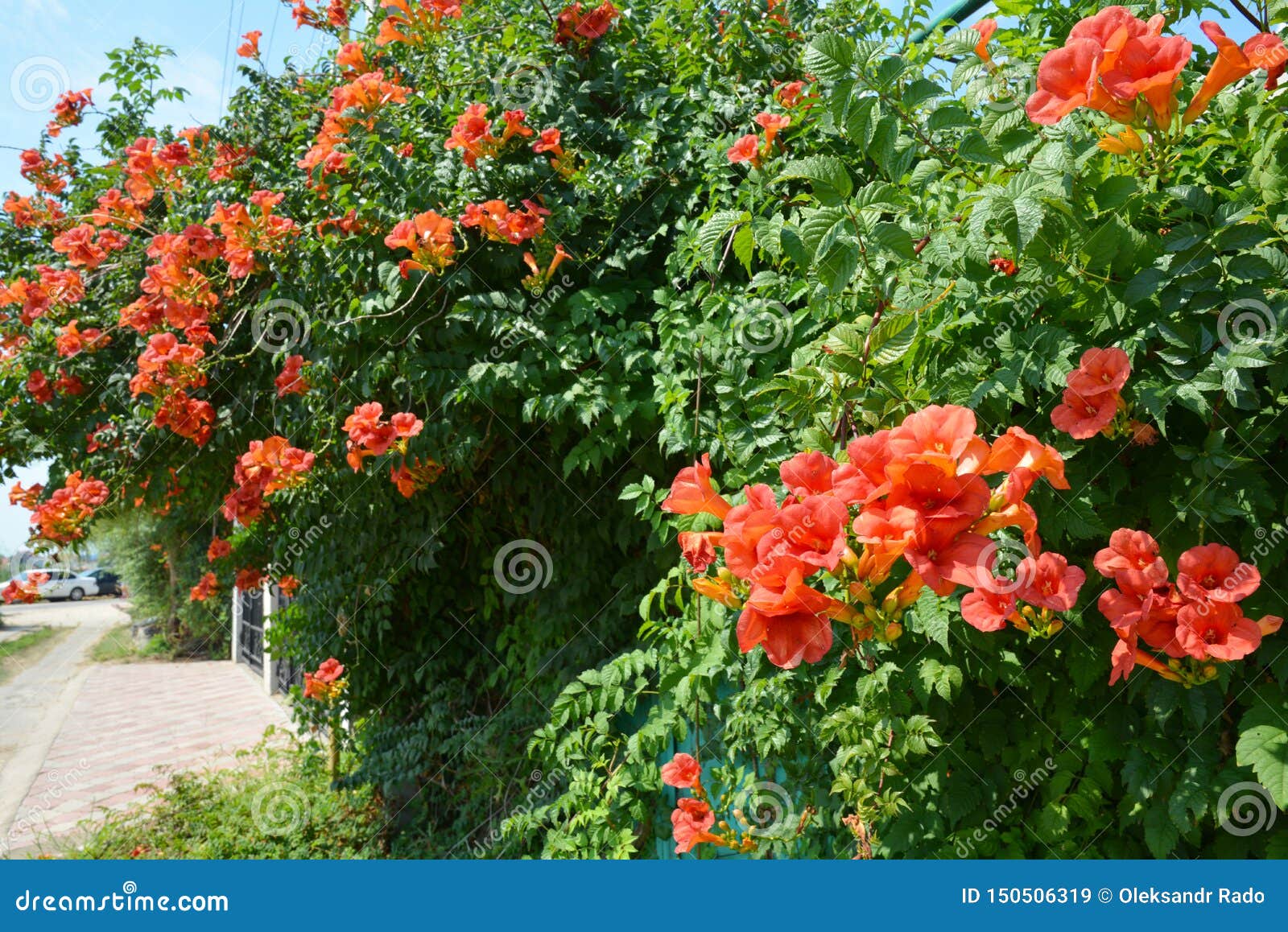 Photos de Les Fleurs De Plante Grimpante De Trompette D Orange - Photos de  stock gratuites et libres de droits de Dreamstime