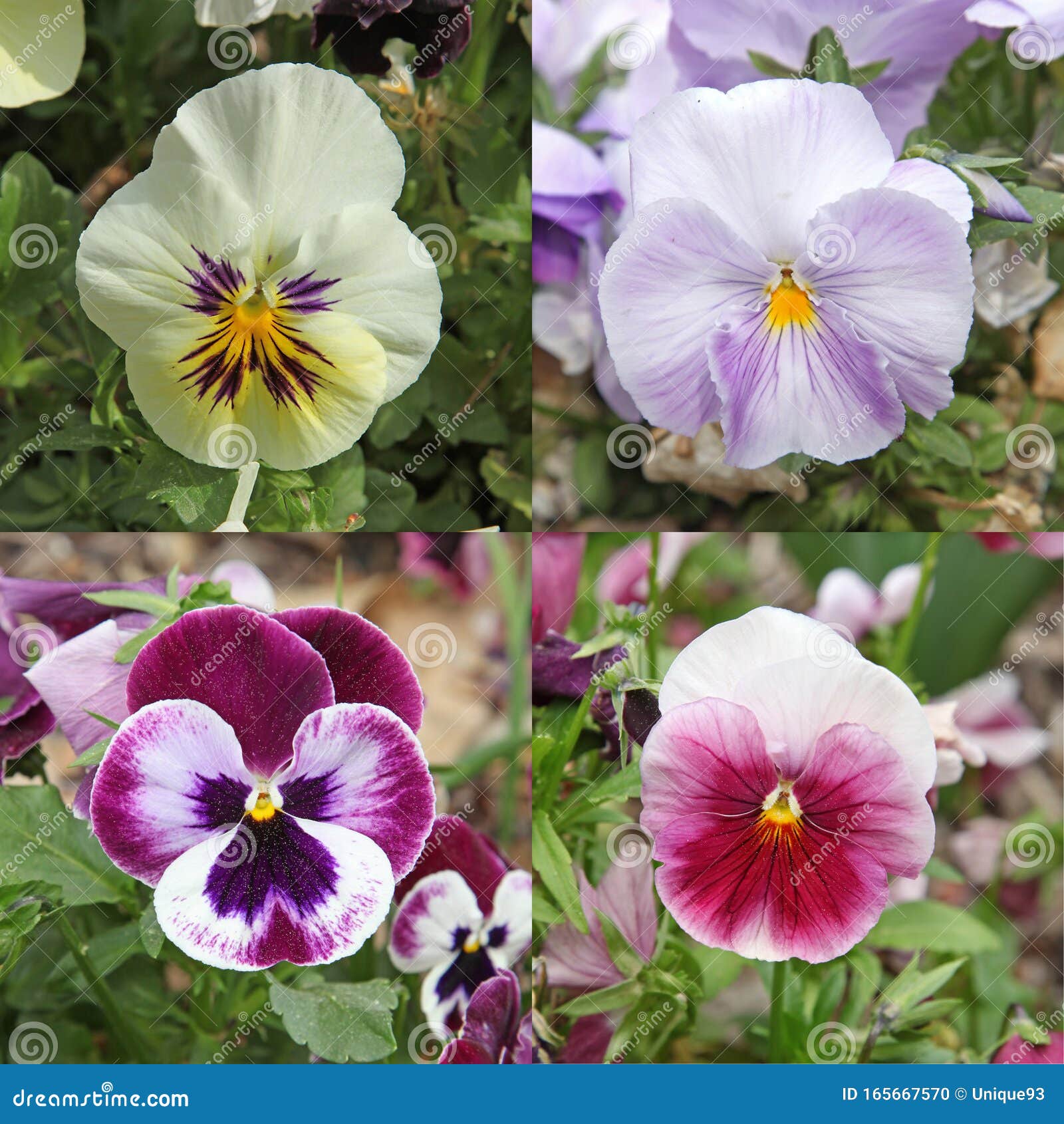 Fleurs De Viola Cornuta Aux Coloris Ã©clatants Stock Photo - Image of  flowering, nature: 165667570