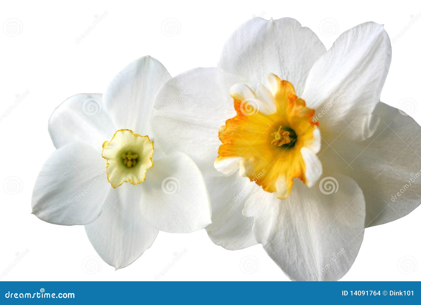 Fleurs Des Jonquilles (narcisses) Photo stock - Image du jonquille,  ornemental: 14091764