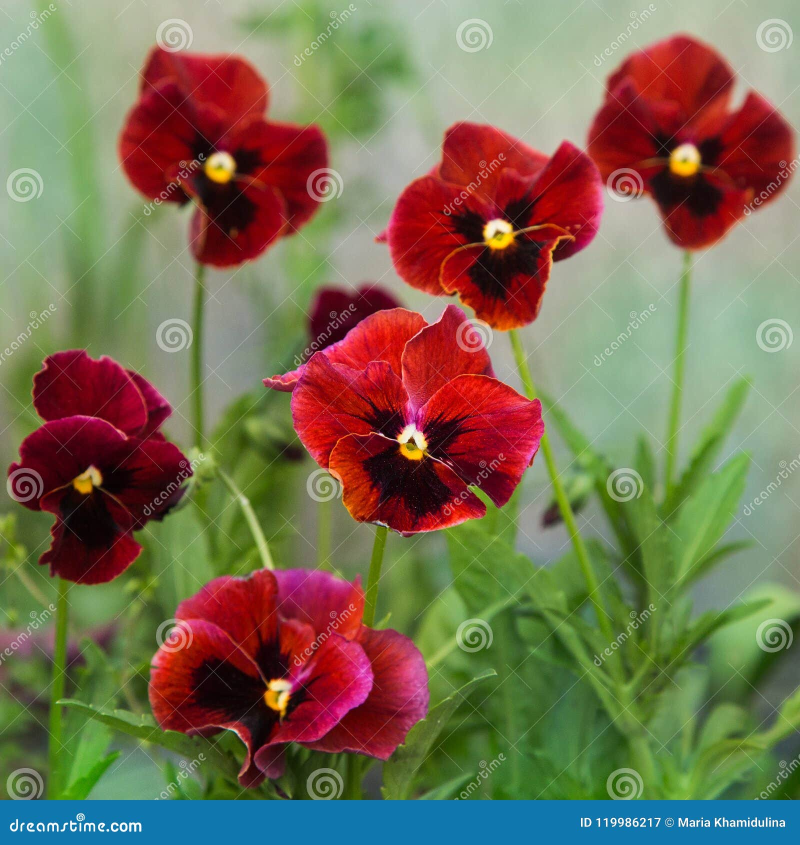 Fleurs Des Pensées De Couleur Rouge Image stock - Image du pétale, lumière:  119986217