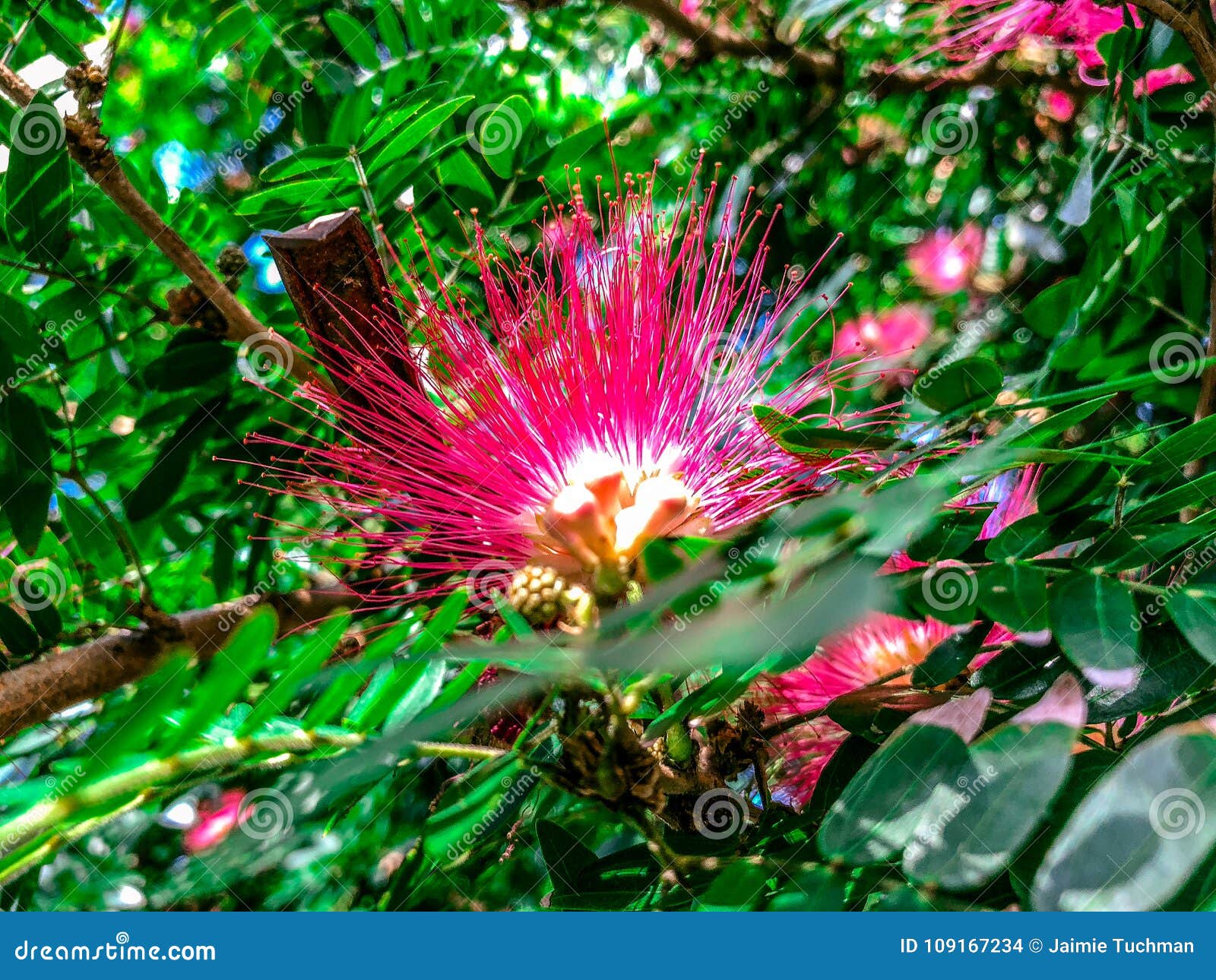 Fleurs En épi Roses Photo Stock Image Du Exotique Ressort