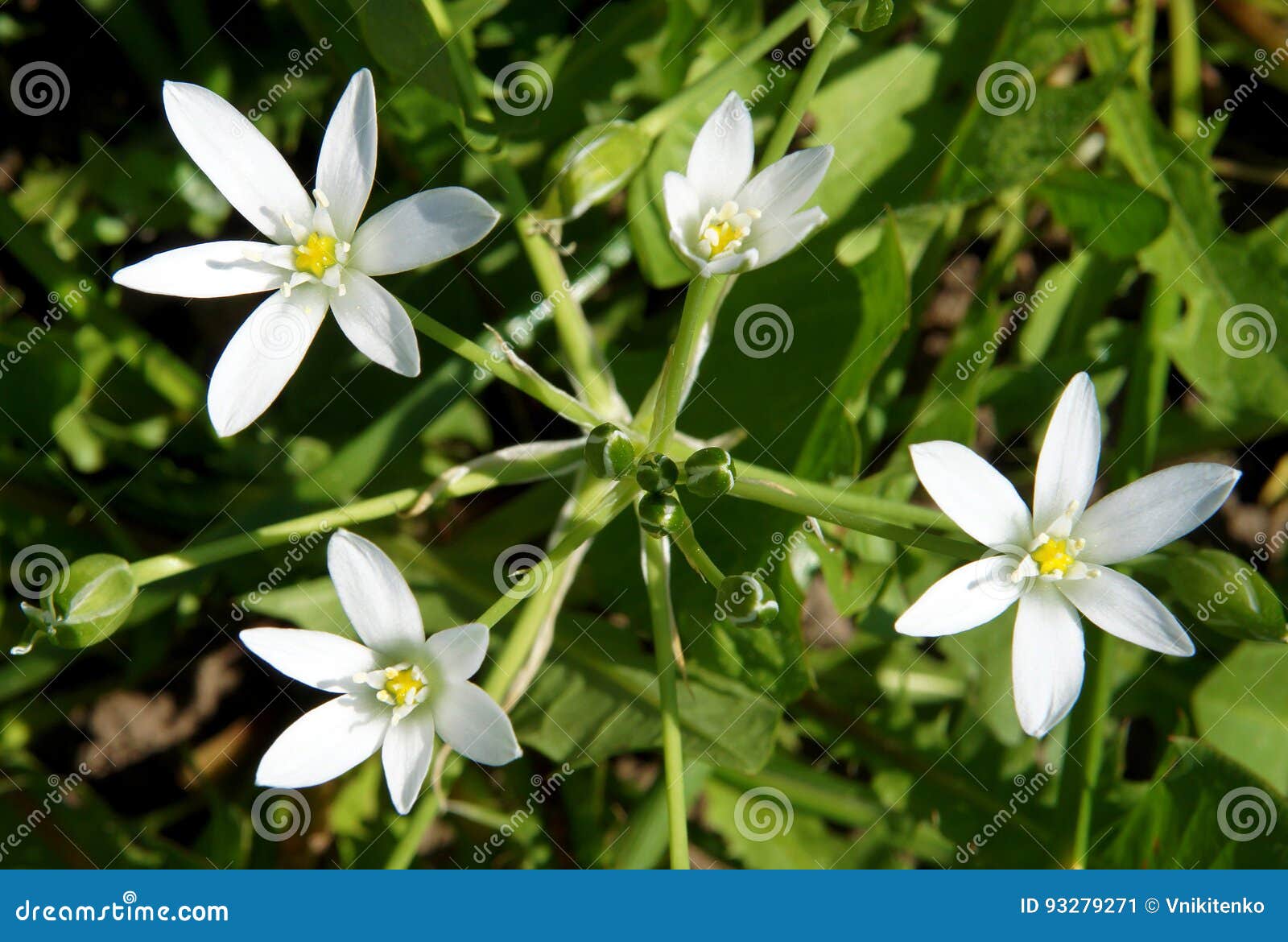 Fleurs En Forme D'étoile Blanches Image stock - Image du normal, vert:  93279271