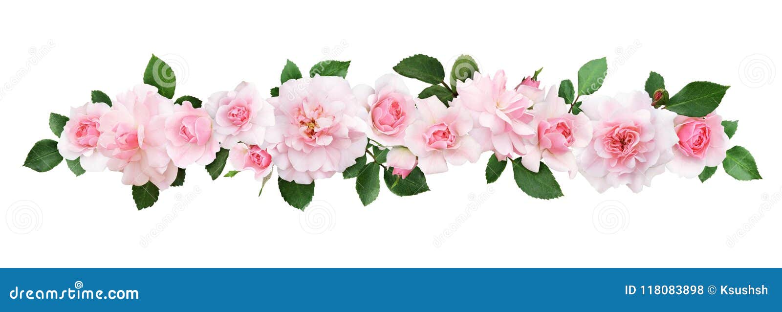 Fleurs Et Feuilles De Rose De Rose Dans Une Ligne Composition Photo stock -  Image du aimer, fleurs: 118083898