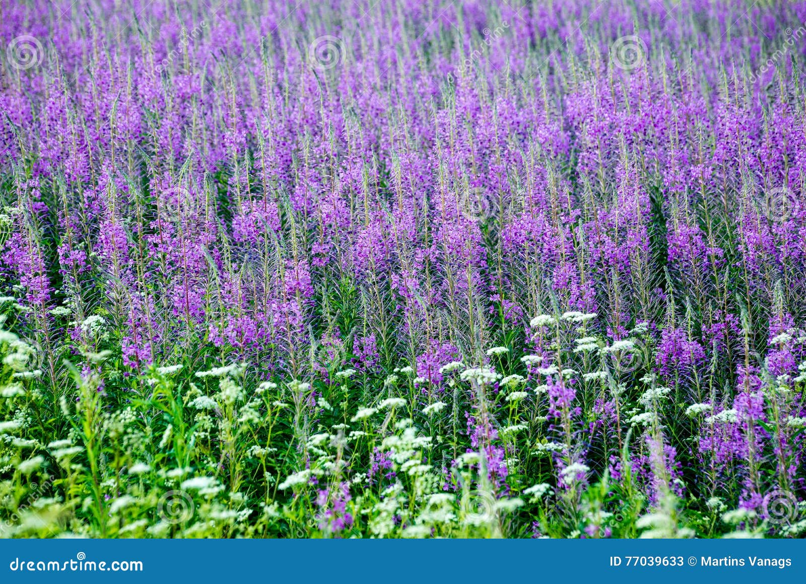 Fleurs Et Fleurs Violettes De Forêt Au Printemps Image stock - Image du  détail, vert: 77039633