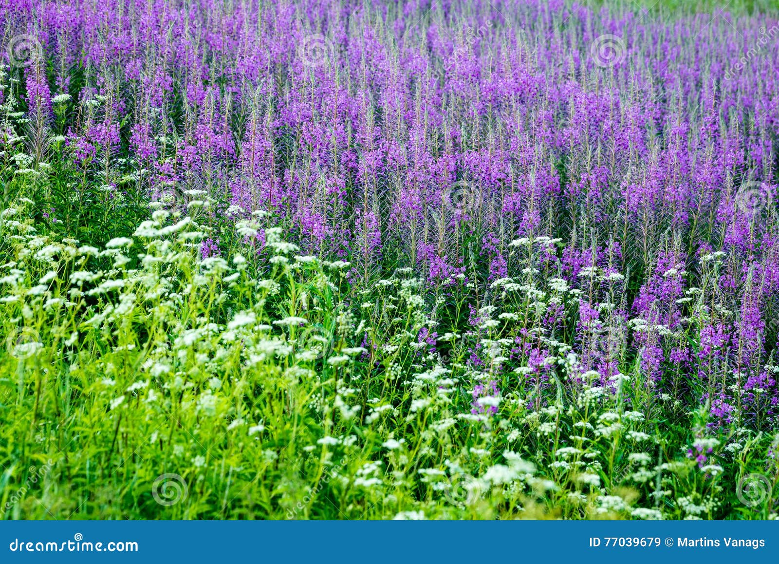 Fleurs Et Fleurs Violettes De Forêt Au Printemps Image stock - Image du  environnement, fleur: 77039679