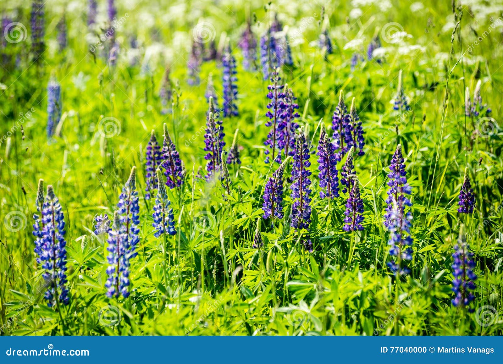 Fleurs Et Fleurs Violettes De Forêt Au Printemps Photo stock - Image du  extérieur, horizontal: 77040000