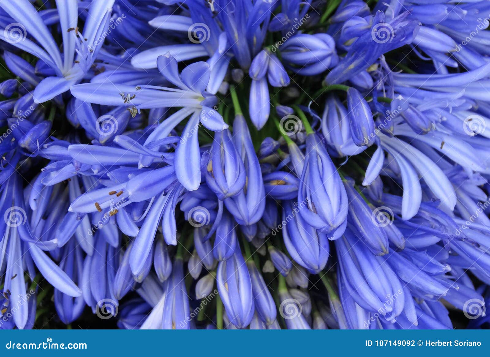 Fleurs Exotiques Et De Colorfull De Bleu Photo stock - Image du ornemental,  bleu: 107149092