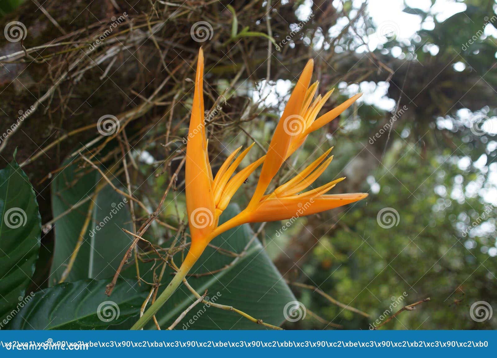 Fleurs Exotiques Oranges En Thaïlande Photo stock - Image du floral,  jungle: 85103130