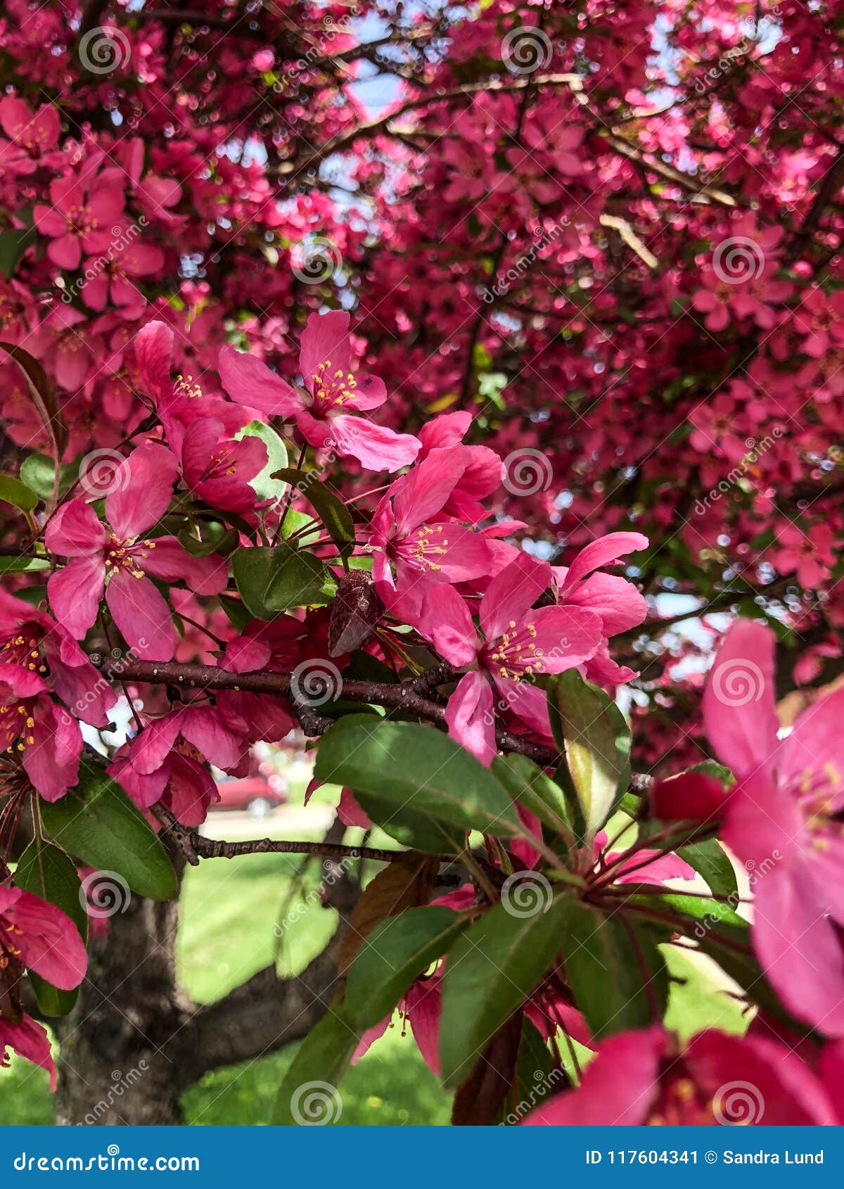 Fleurs Fuchsia De Fleur Sur Larbre Image Stock Image Du