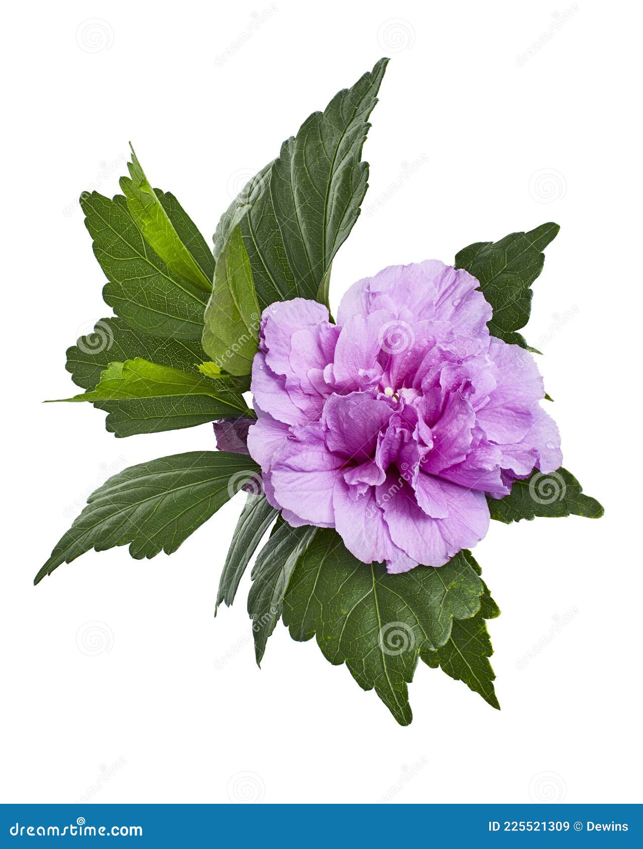 Fleurs Hibiscus Syriacus Rose De Sharon Fleur Tropicale Violette Isolée Sur  Fond Blanc Avec Chemin D'écrêtage Image stock - Image du nature, bouquet:  225521309