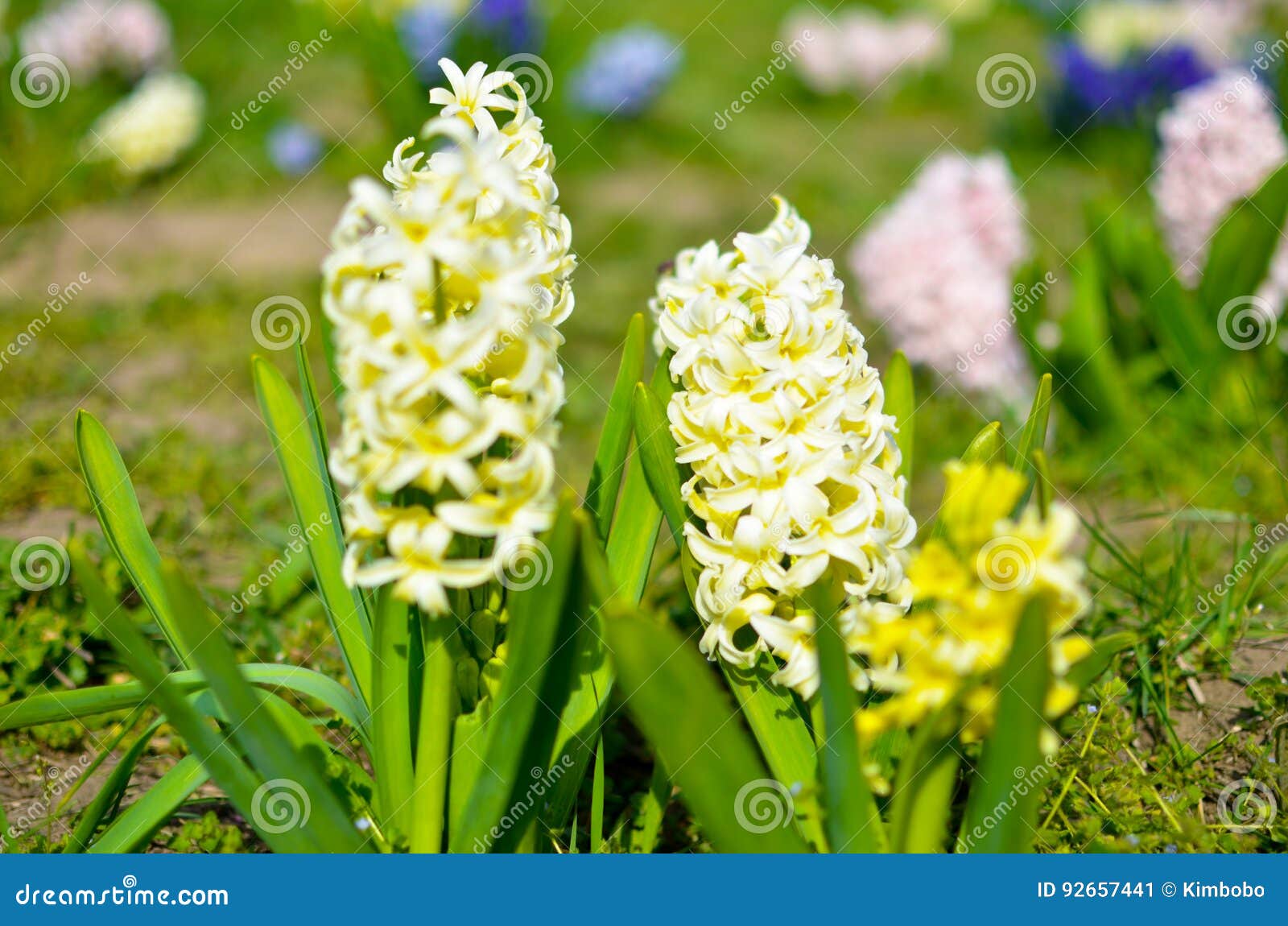 Fleurs Jaune-clair De Jacinthe Dans Le Jardin Image stock - Image du vert,  lumineux: 92657441