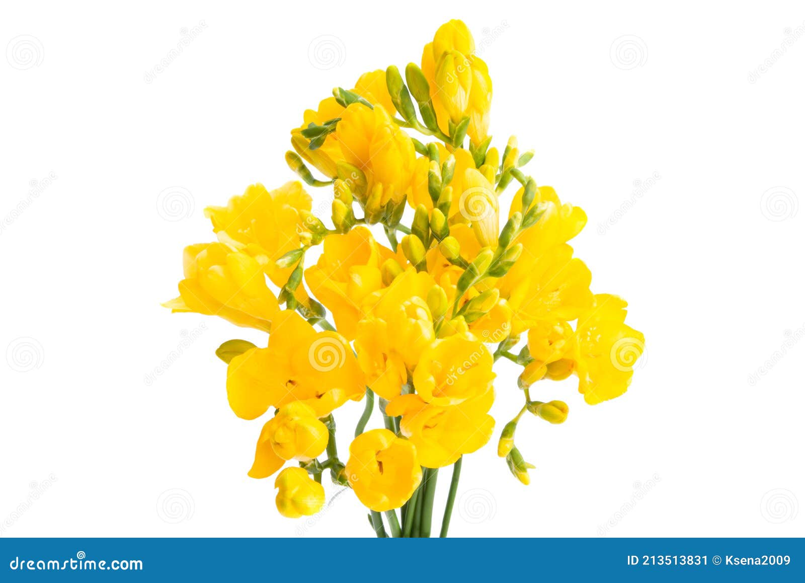 Fleurs Jaune Freesia Isolées Image stock - Image du nature, célébrez:  213513831