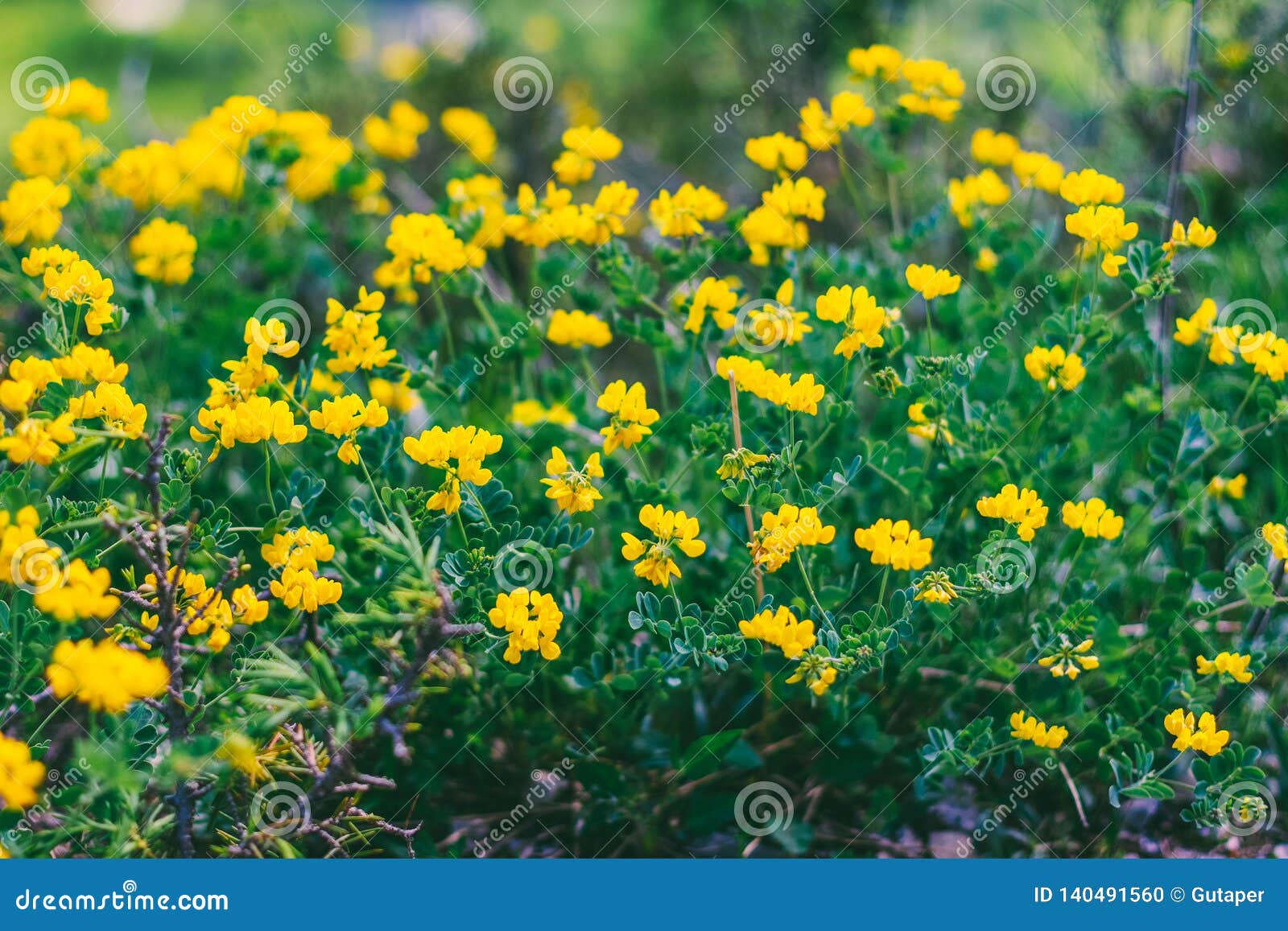 Fleurs Jaunes De Forêt Sauvage Photo stock - Image du horizontal, saison:  140491560