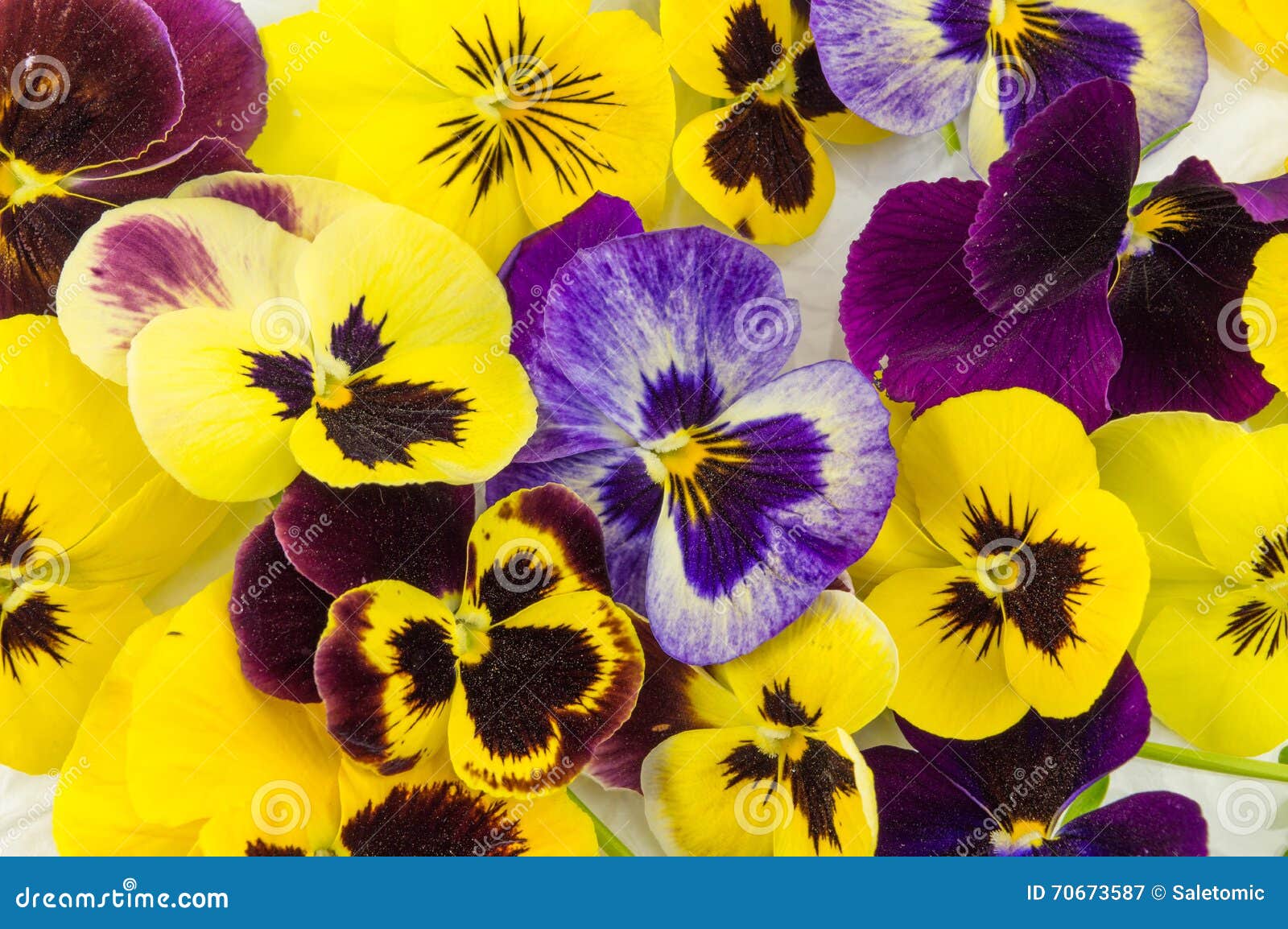 Fleurs jaunes et violettes image stock. Image du fermer - 70673587