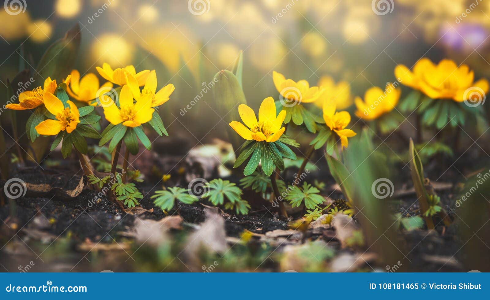 Fleurs Jaunes Sauvages De Renoncule, Printemps Image stock - Image du  jardin, adapté: 108181465