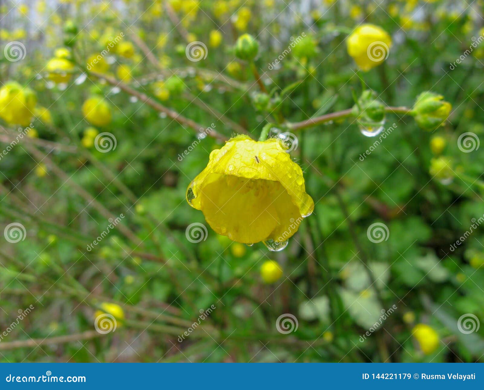 Fleurs Jaunes Sur La Pluie Iran, Gilan, Rasht Image stock - Image du  feuillage, extérieur: 144221179