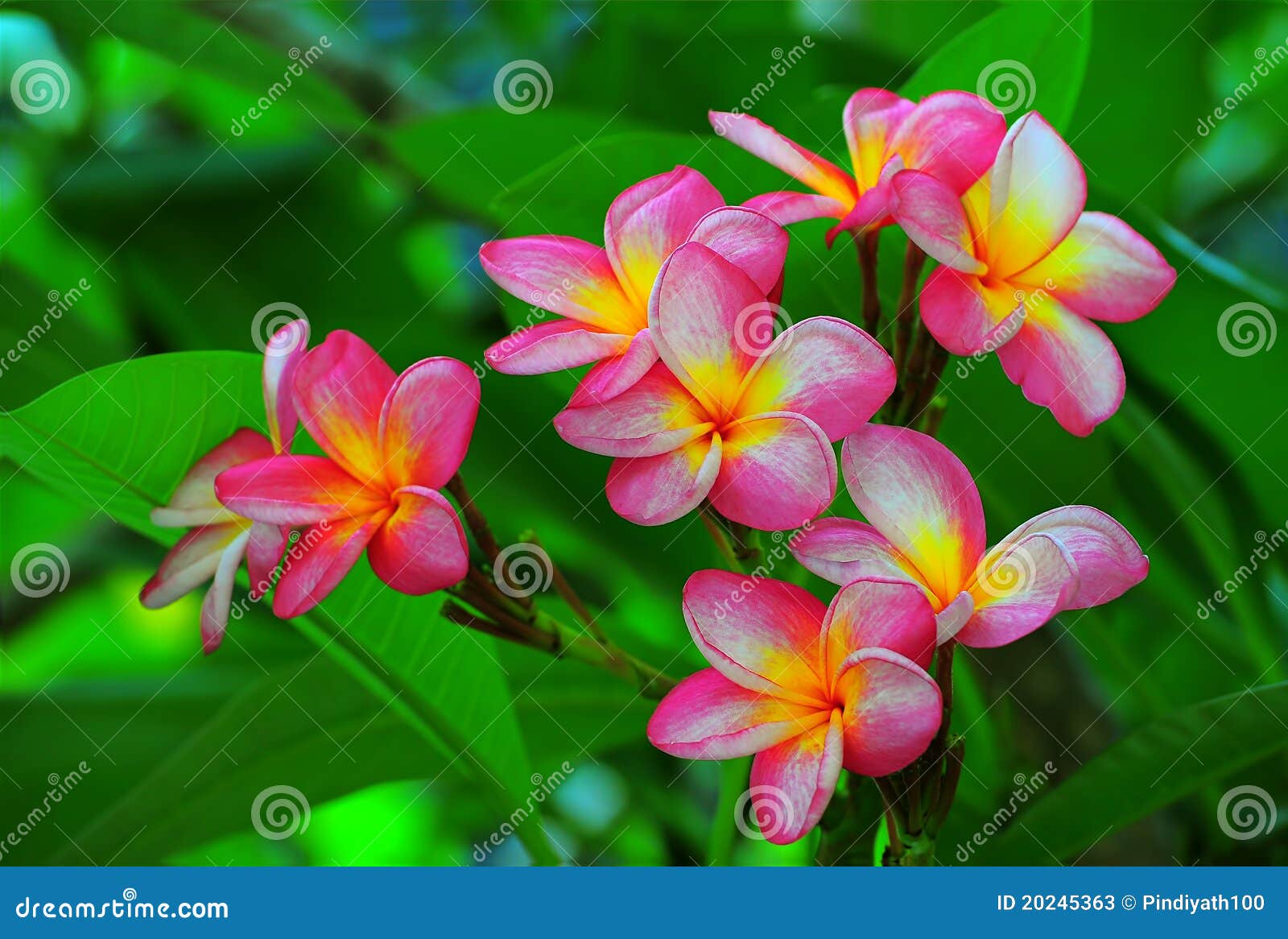 Fleurs magnifiques de frangipani
