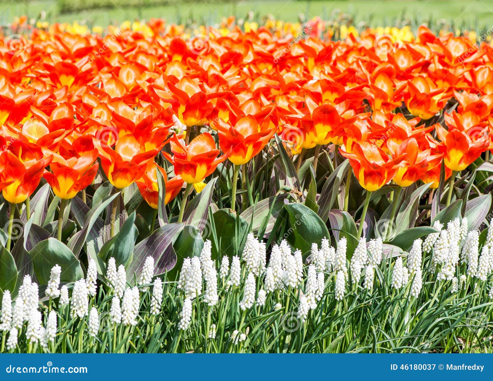 Fleurs magnifiques de ressort