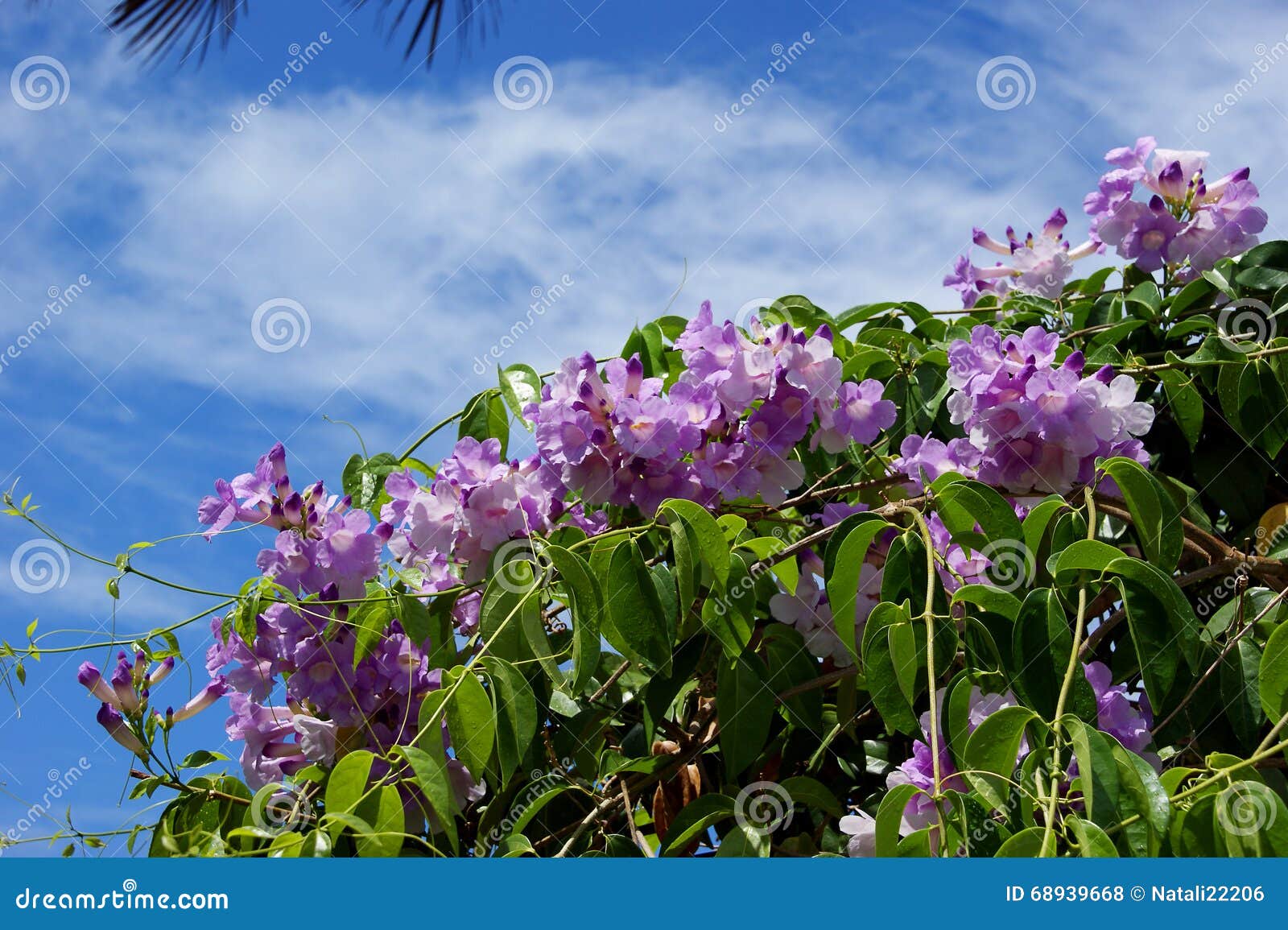 Fleurs Mauve Sur Un Fond De Ciel Bleu Photo stock - Image du jardin,  aménagement: 68939668