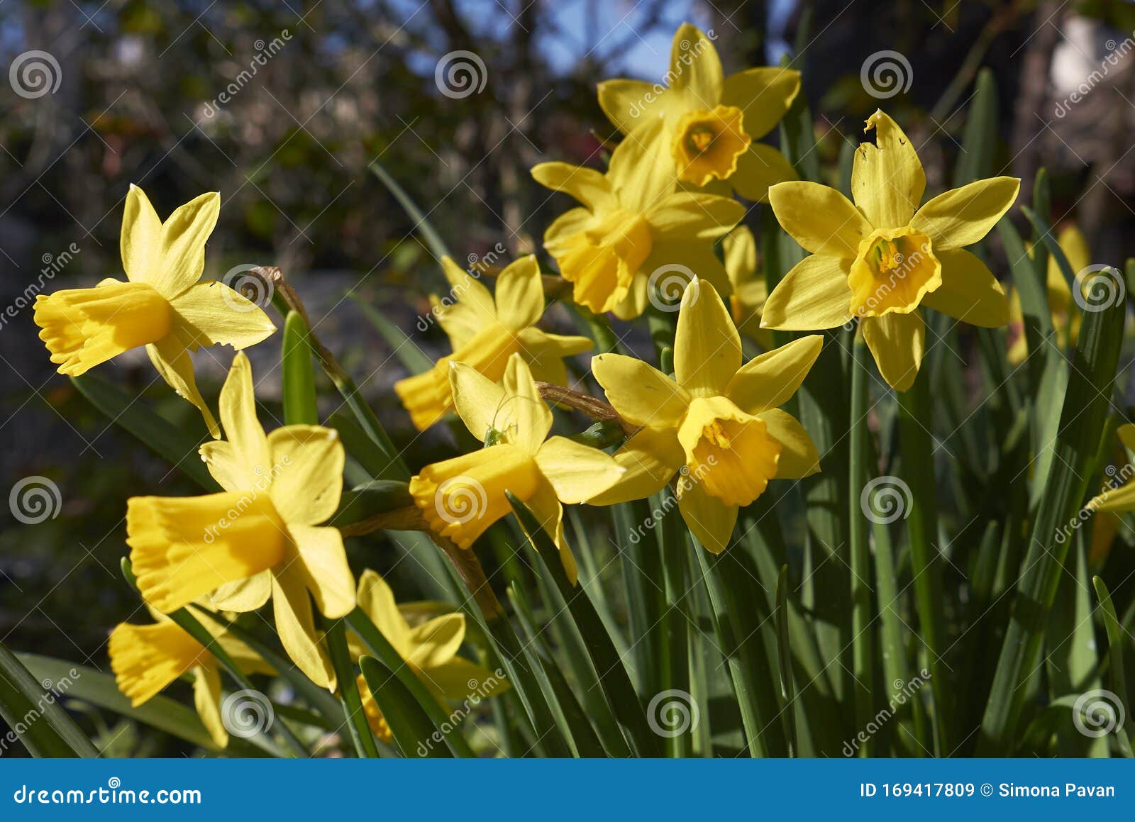 Fleurs naines de narcisse image stock. Image du coloré - 169417809