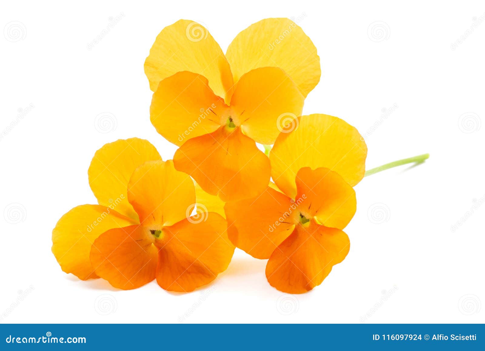 Fleurs oranges de pensées photo stock. Image du pensée - 116097924