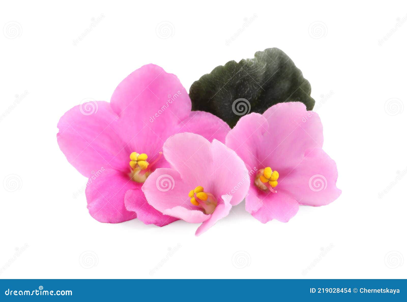 Fleurs Roses De Plante Violette Et Feuille Verte Sur Fond Blanc Photo stock  - Image du fleurs, personne: 219028454