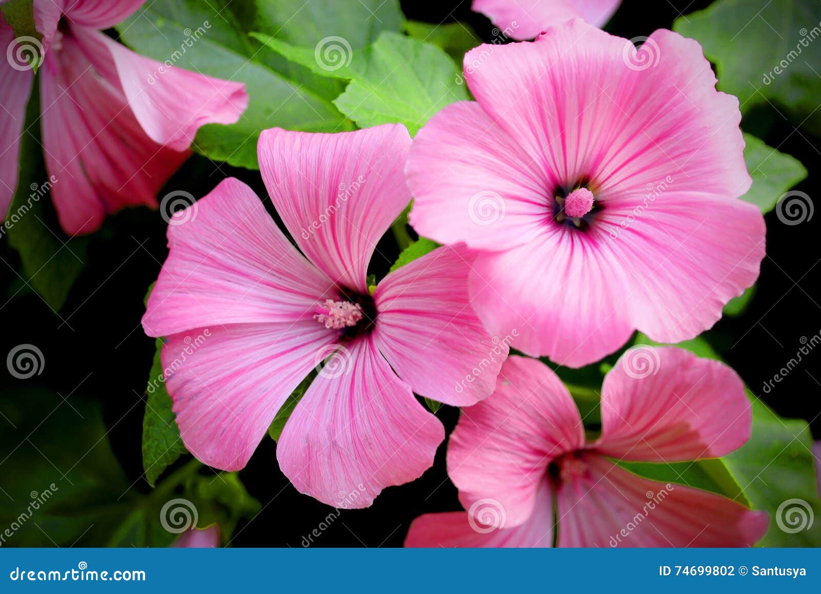 fleur annuelle rose fleur annuelle rose