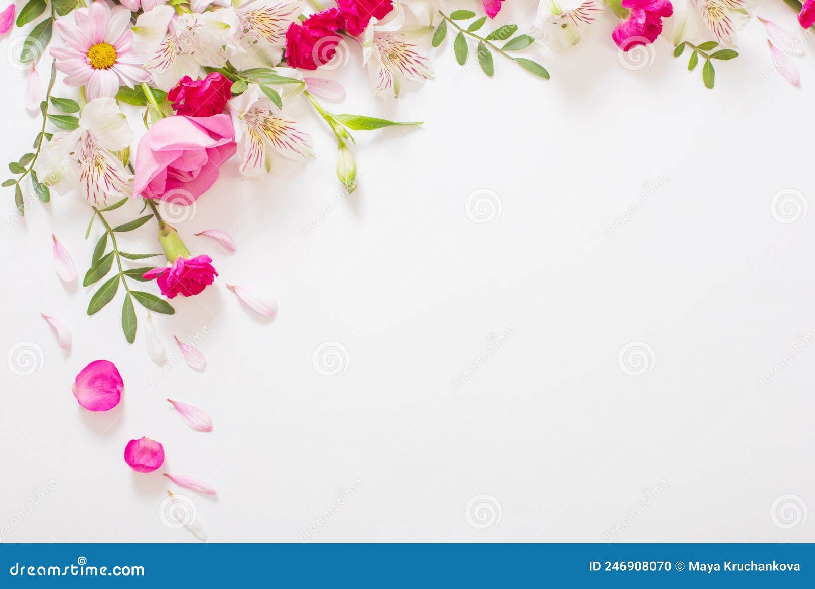 Fleurs Roses Et Blanches Sur Fond Blanc Photo stock Image du