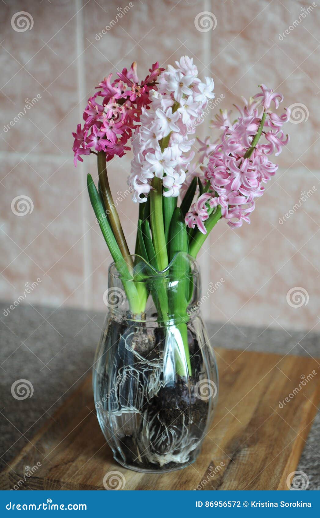 Fleurs Roses Tendres Des Ampoules De Jacinthe Dans Un Pot En Verre Fond  Rose Gentil, Humeur De Ressort Photo stock - Image du bonheur, bouquet:  86956572