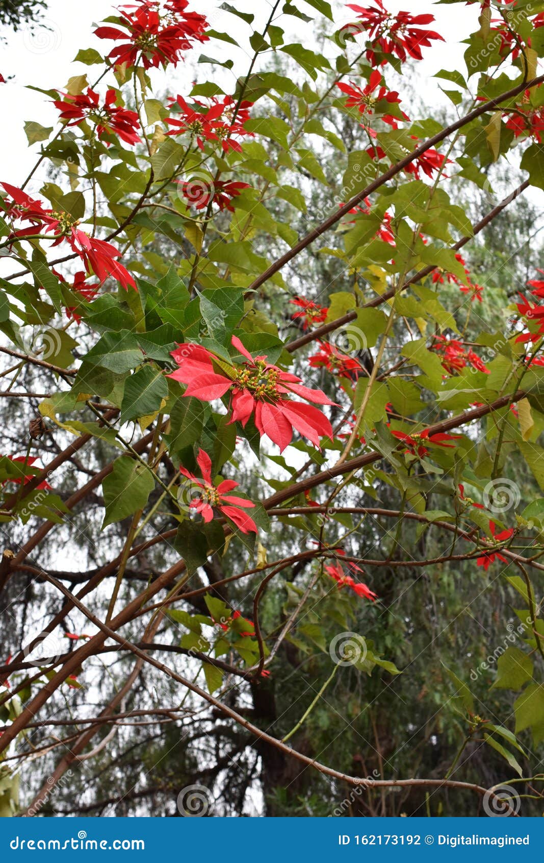 Fleurs Rouges D'arbustes De Poisetta En Plein Air Photo stock - Image du  branchement, fleuraison: 162173192