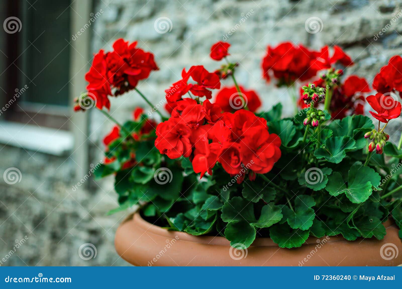 Fleurs Rouges De Géranium De Jardin Dans Le Pot Photo stock - Image du  jardin, frais: 72360240