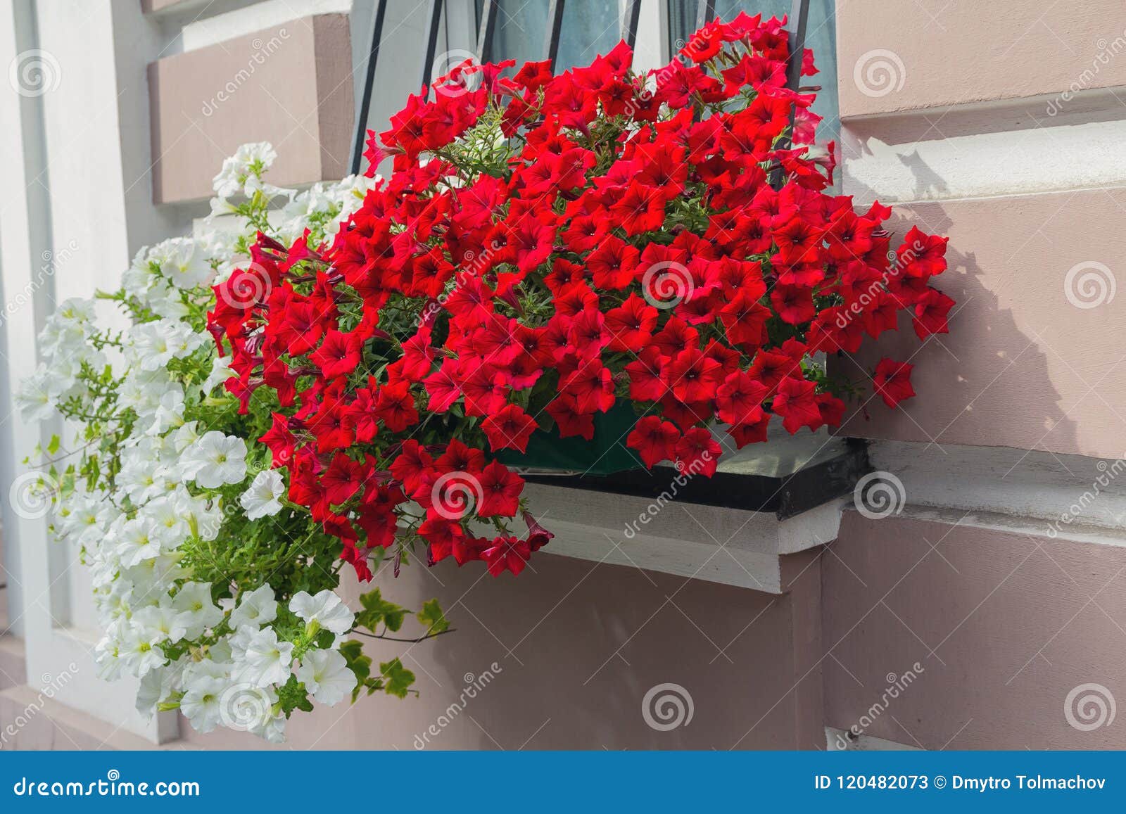 Fleurs Rouges Et Blanches Dans Le Pot Et La Fleur Image stock - Image du  géranium, europe: 120482073
