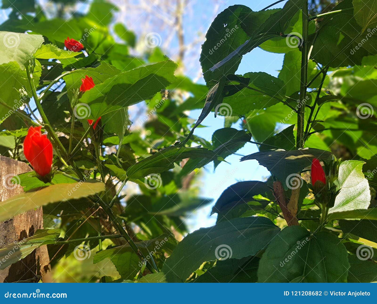 Fleurs rouges et ciel bleu. Le contraste de couleurs en nature, le rouge vibrant des fleurs et la beauté d'un ciel bleu propre