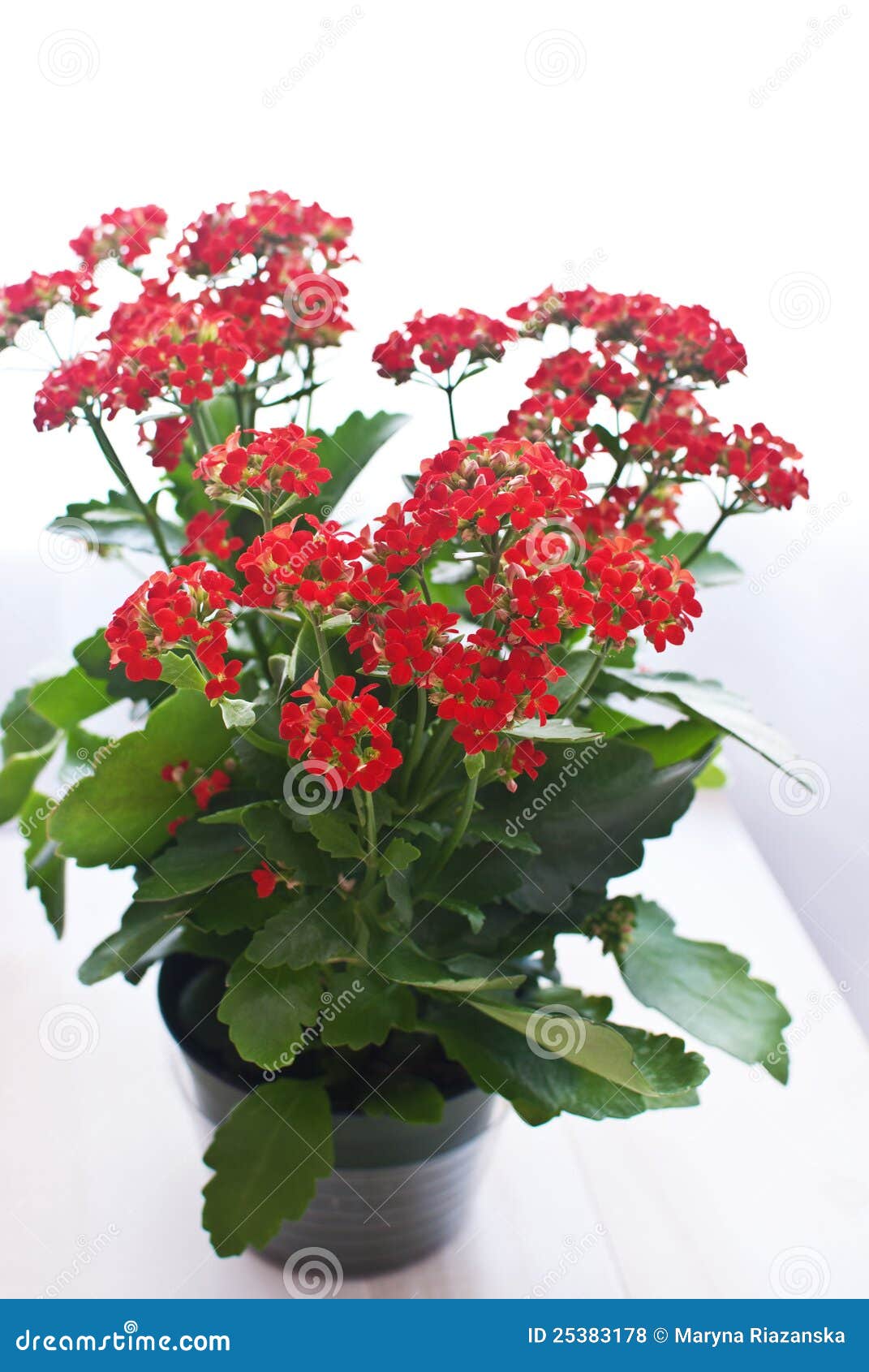 Fleurs Rouges Mises En Pot De Kolanhoe Photo stock - Image du jardinage,  centrale: 25383178