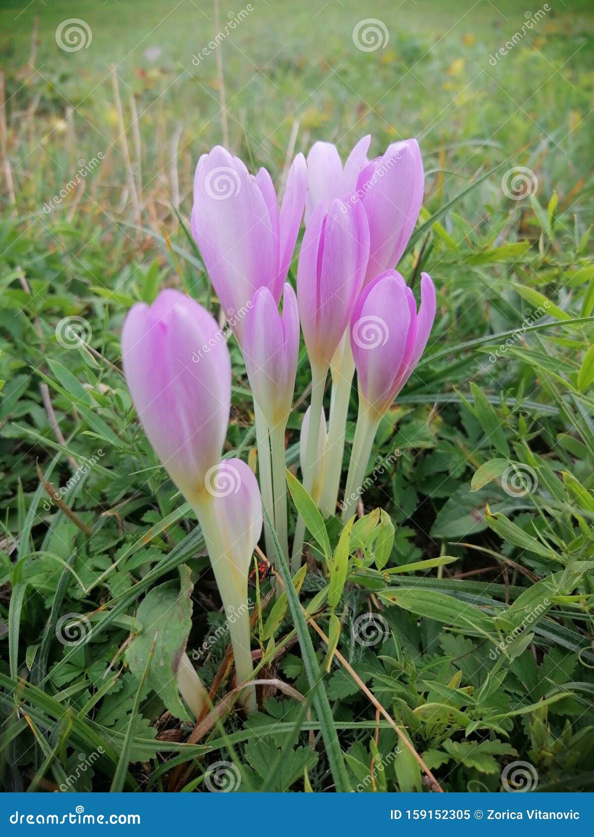 Fleurs Sauvages D'automne Violettes Image stock - Image du tulipe, sauvage:  159152305