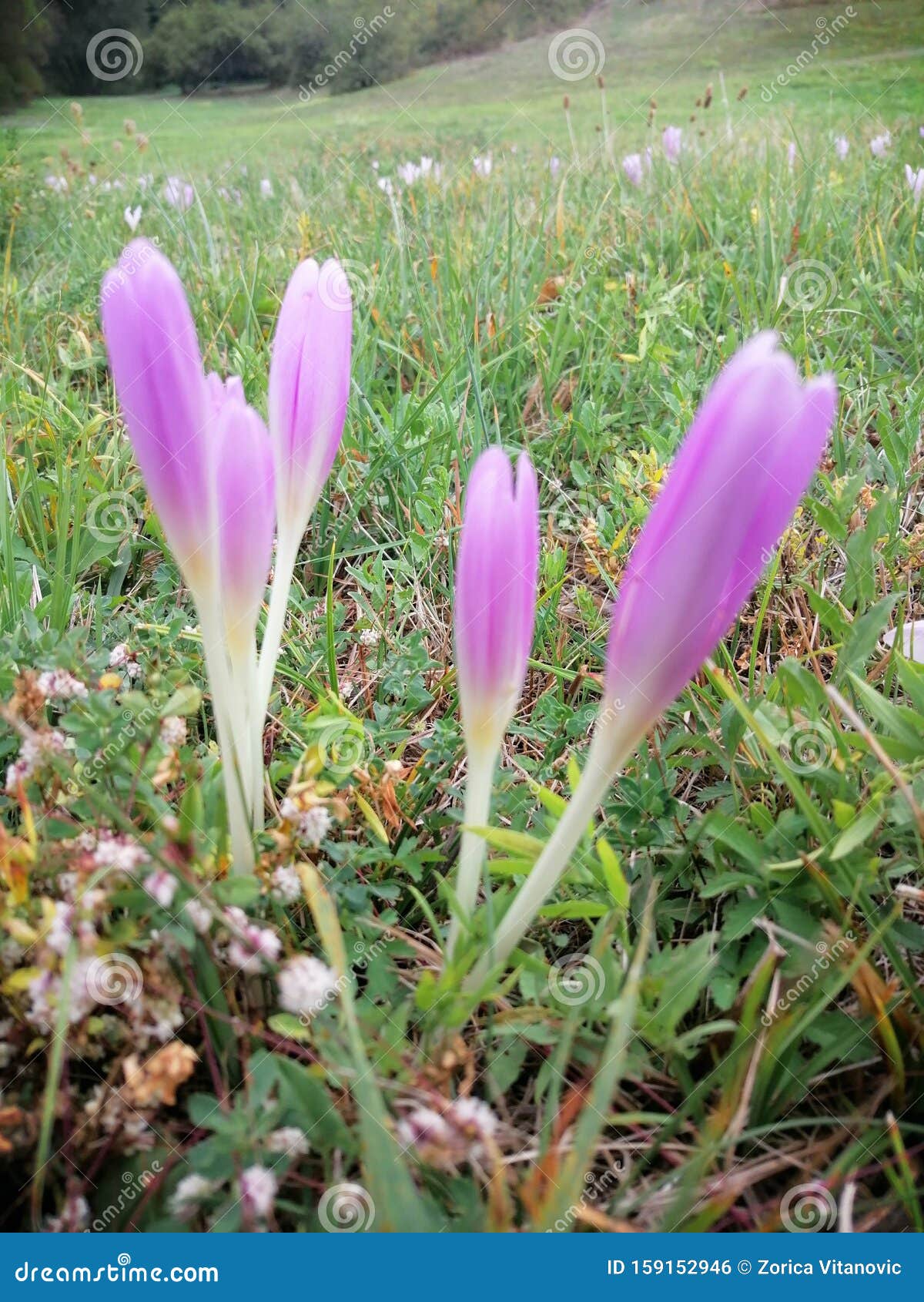 Fleurs Sauvages D'automne Violettes Photo stock - Image du automne,  illustration: 159152946