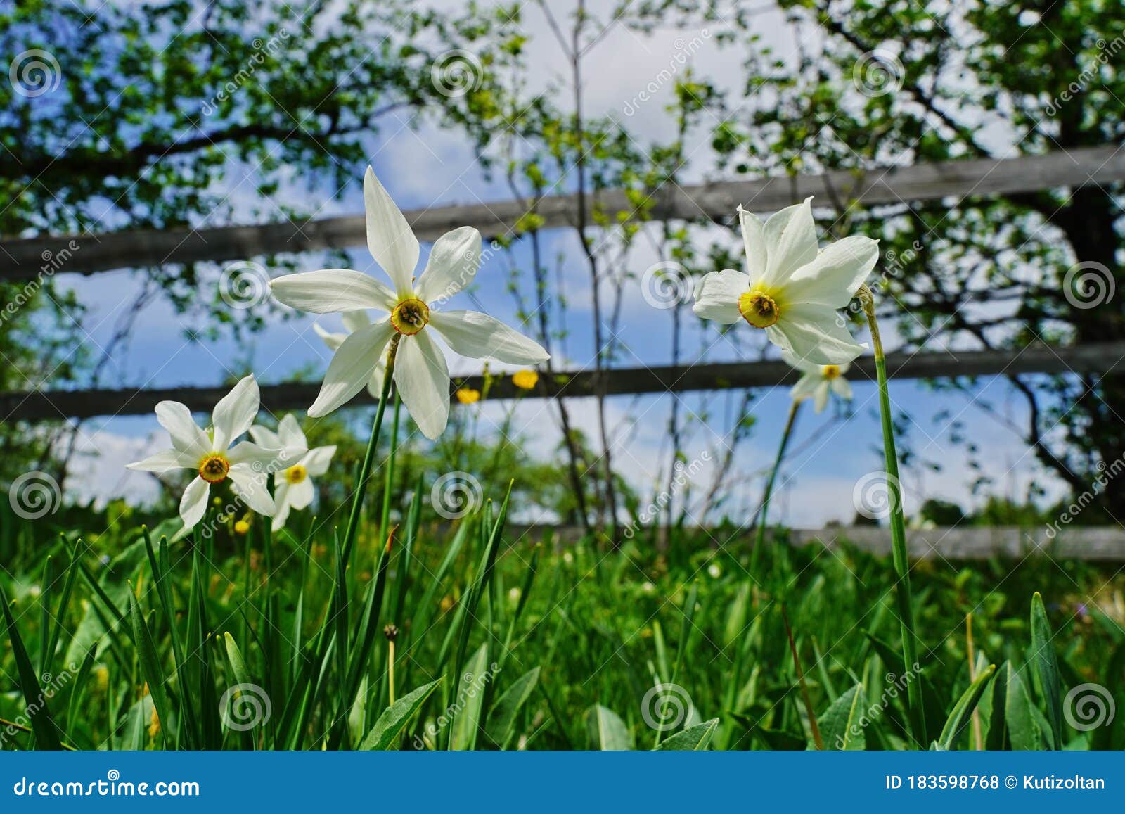 Fleurs Sauvages De La Jonquille De Narcisse Photo stock - Image du bouquet,  vert: 183598768