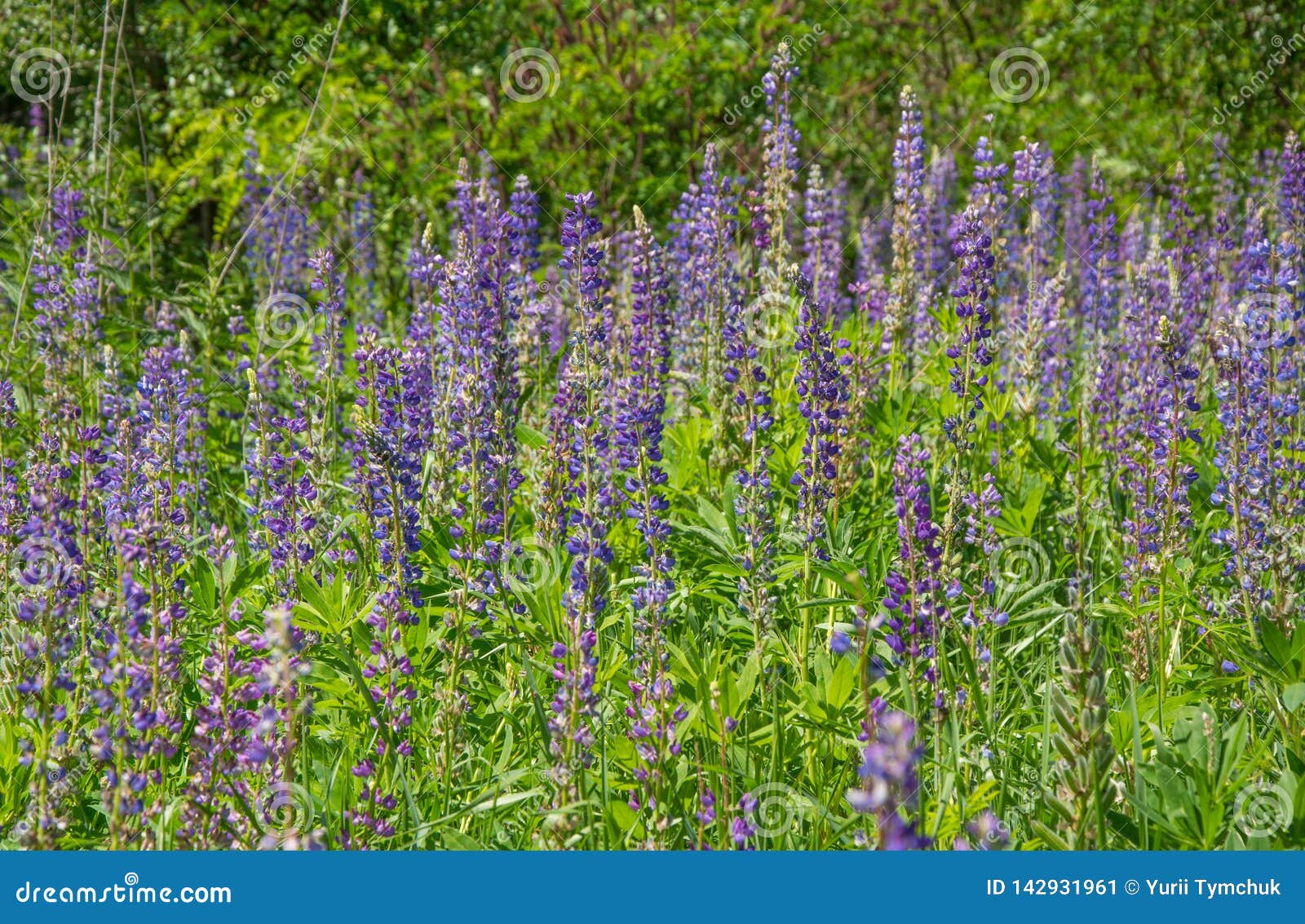 Fleurs Sauvages De Violette De Loup Dans Le Pré De Champ D'été Lupinus  Famille De Fabaceae Image stock - Image du centrale, plantation: 142931961