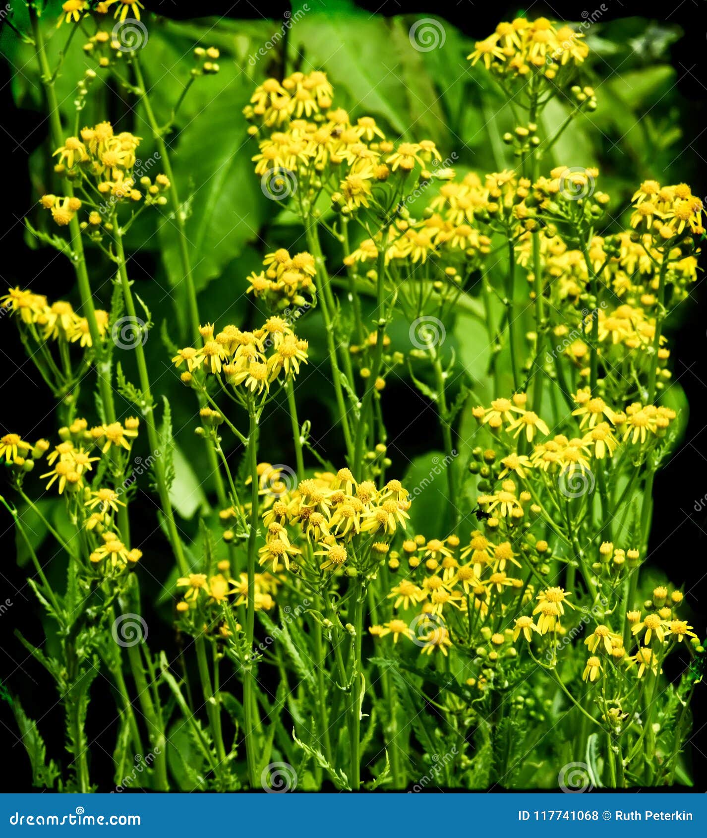 Fleurs Sauvages Jaunes Sur Le Noir Photo stock - Image du fleur, décoratif:  117741068