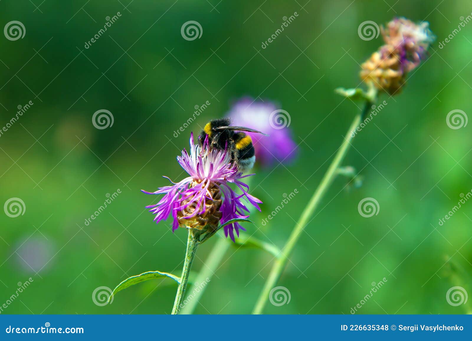 Fleurs Sur La Pelouse De La Forêt. Sur Une Fleur Violette Se Trouve Un  Bourdon. Photo stock - Image du jardin, normal: 226635348