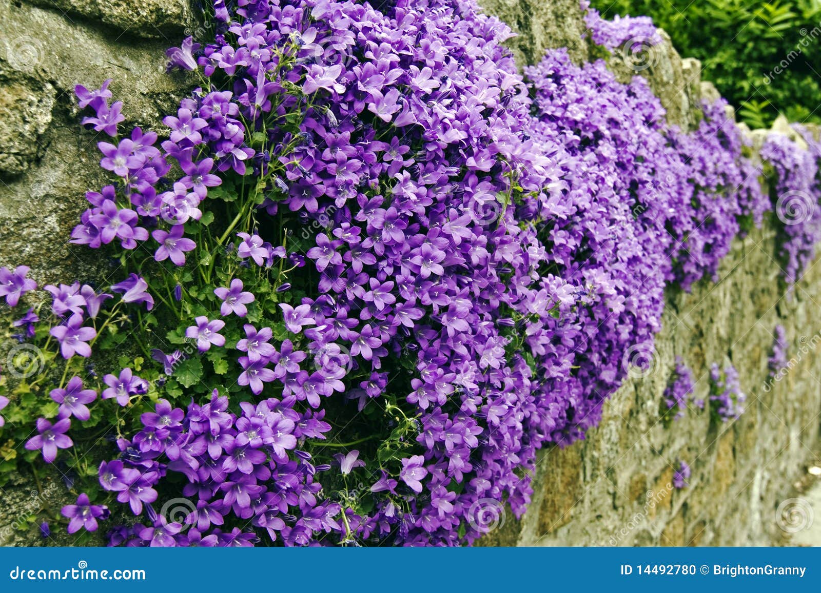 Fleurs Sur Le Mur En Pierre Photo stock - Image du pierre, fleur: 14492780