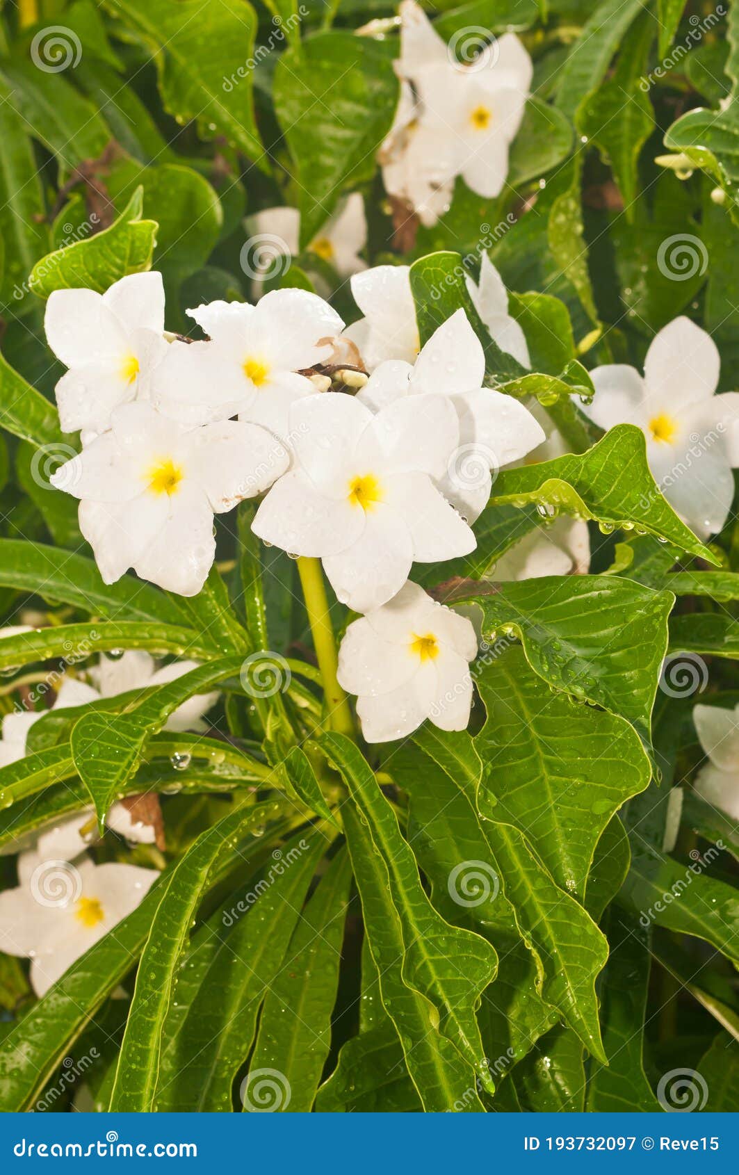 Fleurs Tropicales Blanches En Fleur Image stock - Image du vert, buisson:  193732097