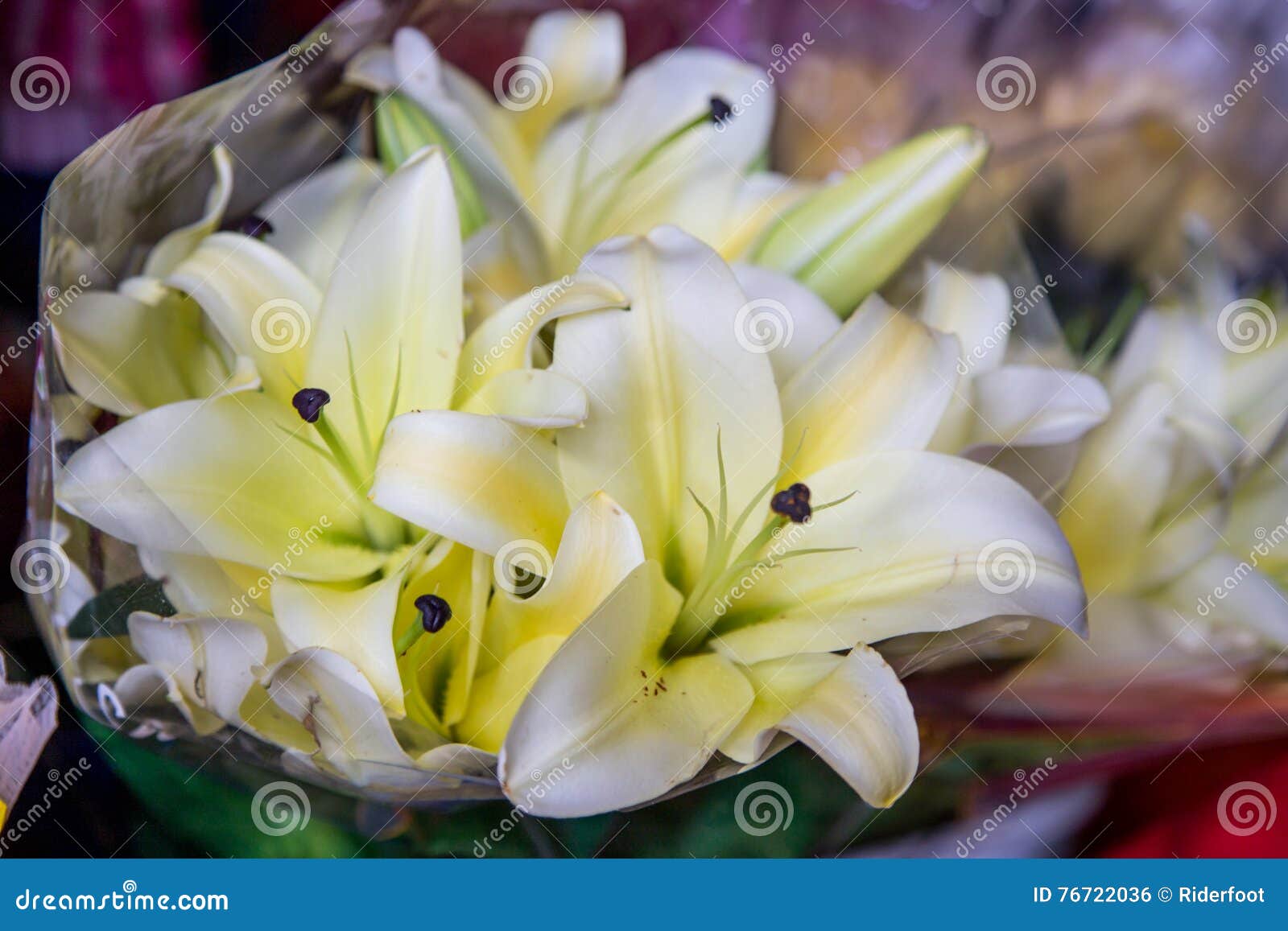 Fleurs Tropicales Blanches Et Jaunes Photo stock - Image du fleur, lames:  76722036